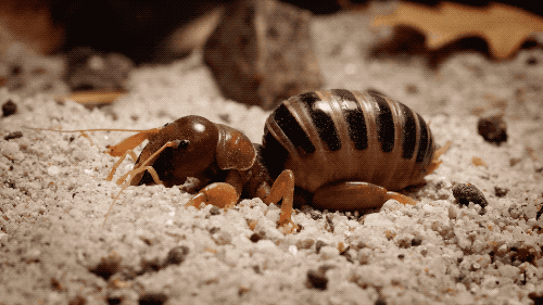 Crickets Gif
