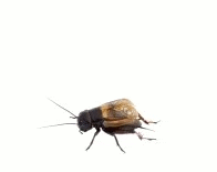 Crickets Gif