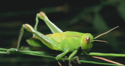 Crickets Gif