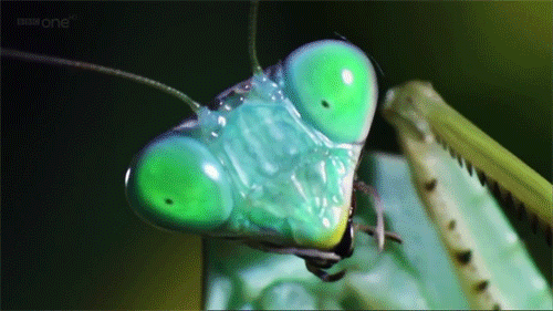 Crickets Gif