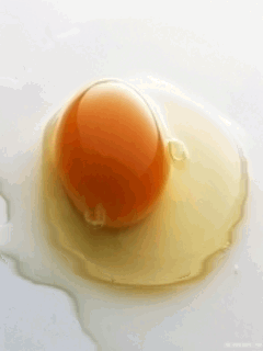 Egg Gif
