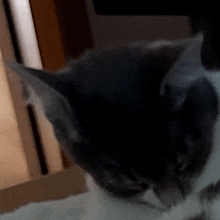 Facepalm Gif