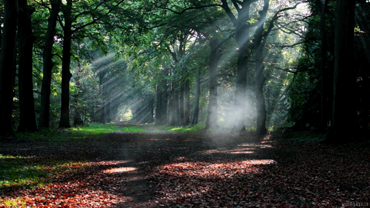 Forest Gif