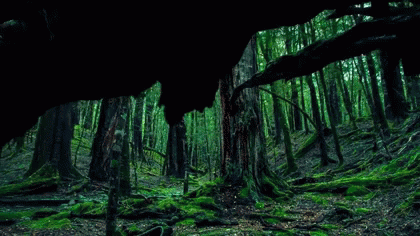 Forest Gif