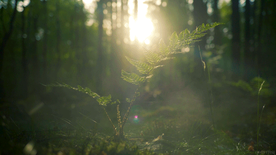 Forest Gif