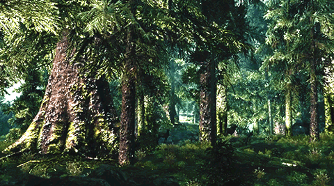 Forest Gif