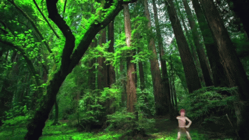 Forest Gif