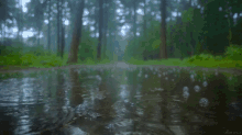 Forest Gif