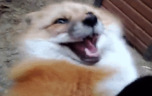 Hahaha Gif