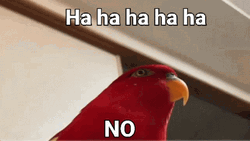 Hahaha Gif