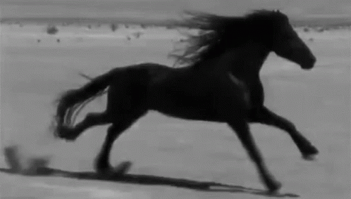 Horse Gif