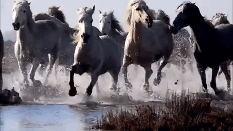 Horse Gif