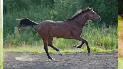 Horse Gif