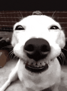 Laughing Gif