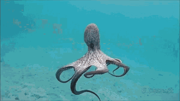 Octopus Gif