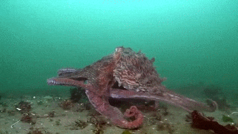 Octopus Gif