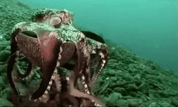 Octopus Gif