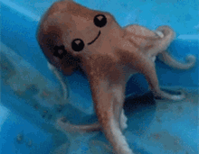 Octopus Gif