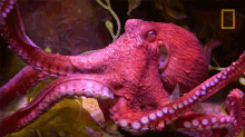 Octopus Gif