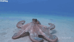 Octopus Gif
