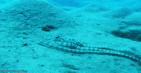 Octopus Gif