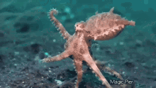 Octopus Gif