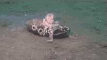 Octopus Gif