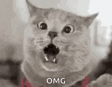 Omg Gif