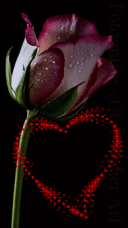 Rose Gif