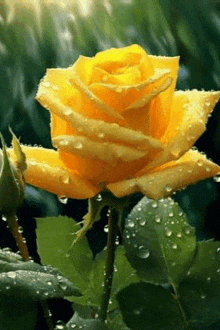 Rose Gif