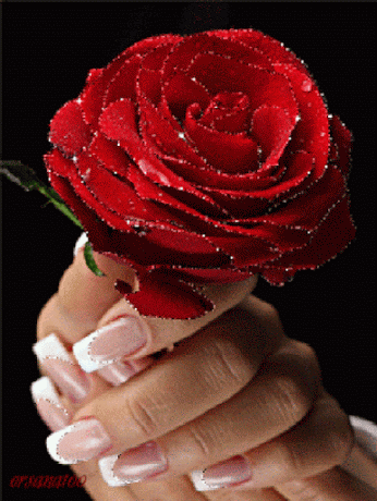 Rose Gif