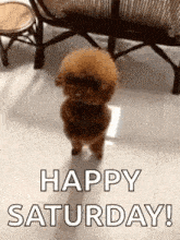Saturday Gif