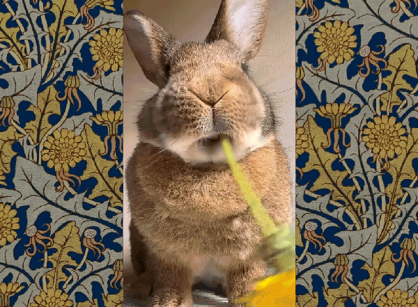 William Morris Gif