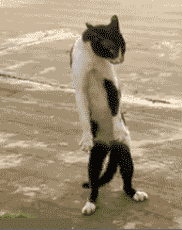 Cat Gif