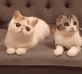 Cat Gif