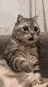 Cat Gif