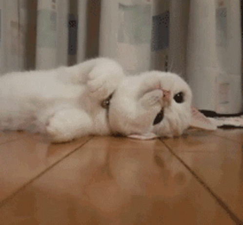 Cat Gif