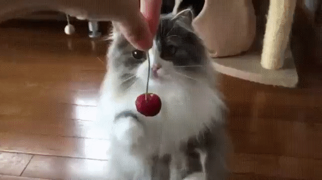 Cat Gif