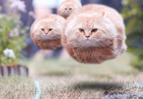 Cat Gif
