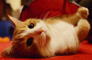 Cat Gif