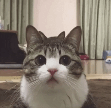 Cat Gif