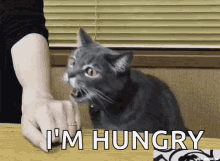 Cat Gif