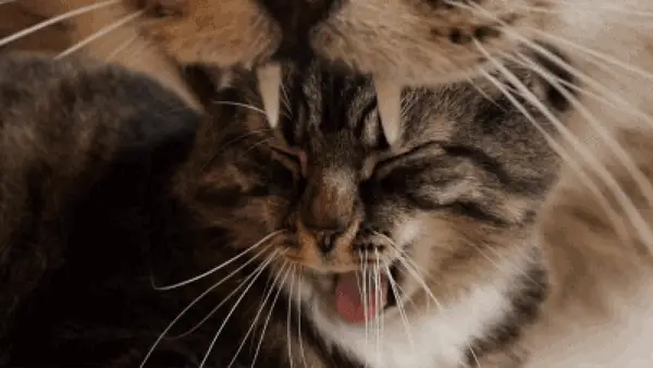 Cat Gif