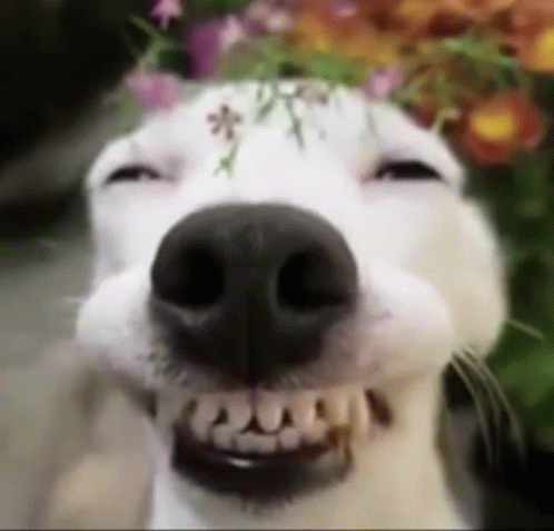 Dog Gif
