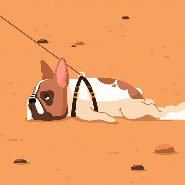 Dog Animated GIF