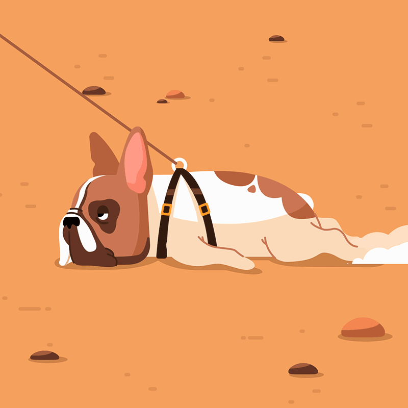 Dog Gif