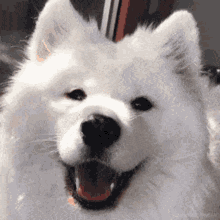 Dog Gif