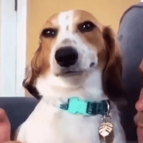 Dog Gif