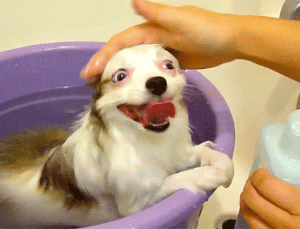 Dog Gif