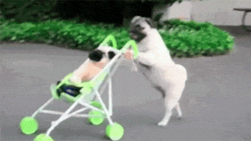 Dog Gif